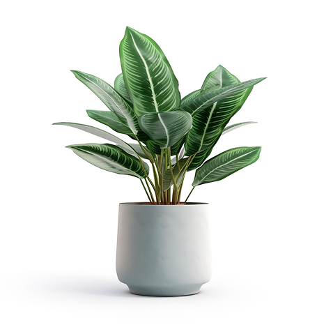 house plant.jpg